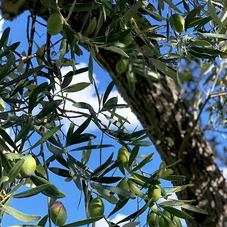 Con Piscina In Abruzzo - A 7 Minuti Dal Mare Ripa Teatina